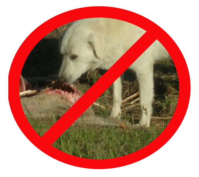 Dog feeding on sheep carcass